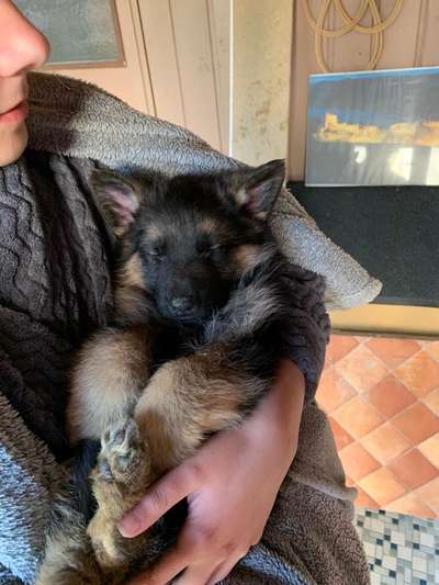 Welpen Bilder !-Beitrag-Bild