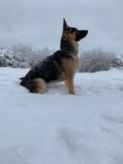 Welpen Bilder !-Beitrag-Bild