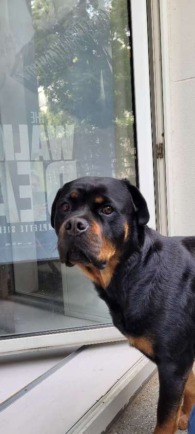 Hundetreffen-Suche Spielgefährten/in für Mona!-Bild