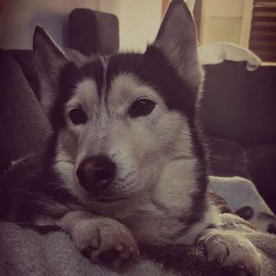 Hundetreffen-Huskytreffen-Bild