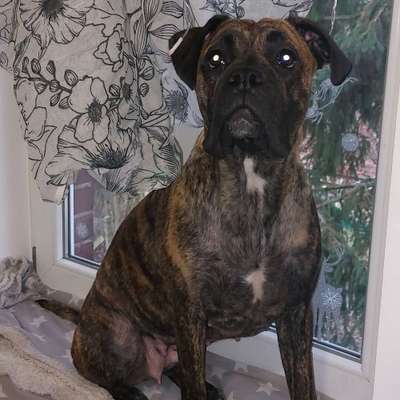 Hundetreffen-Toben und lernen-Bild