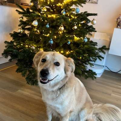 Hundetreffen-Gemeinsame Gassirunde-Bild