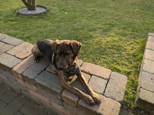 Hund aus dem Spanischen Tierschutz-Beitrag-Bild