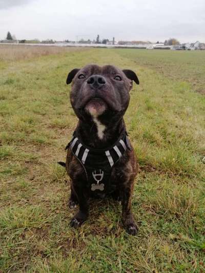 Staffordshire Bull Terrier-Beitrag-Bild