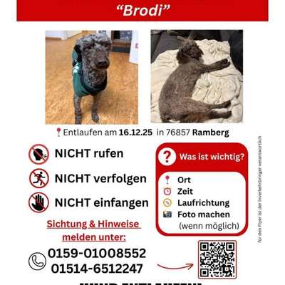 Suchmeldung-Brodi-Bild