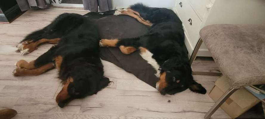 Berner Sennen-Beitrag-Bild