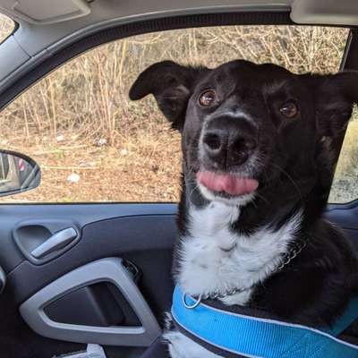 CHALLENGE NR. 19 - Der Hundeblick-Beitrag-Bild