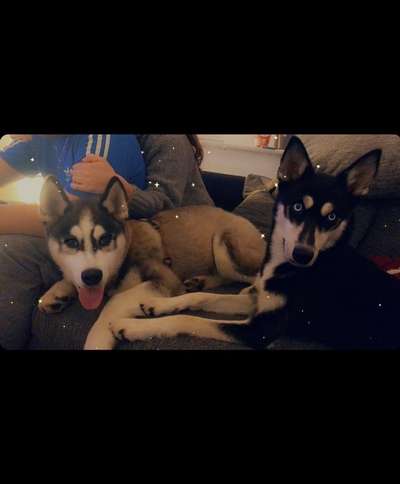 Bester Freund, Hundekumpel - zeigt her!-Beitrag-Bild