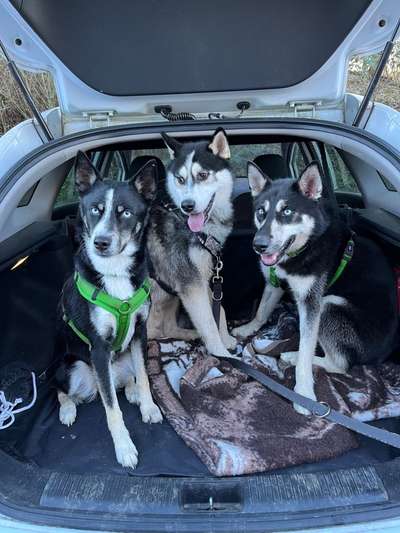 Bester Freund, Hundekumpel - zeigt her!-Beitrag-Bild