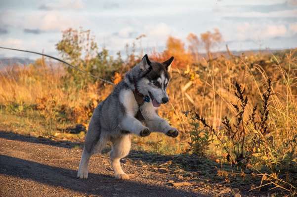 Reinrassige Hunde?-Beitrag-Bild