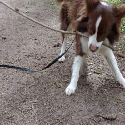 Hundetreffen-Begegnung Spiel und Training-Bild