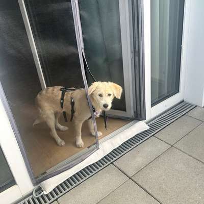 Hundetreffen-🐾 Souveräner Hund als kleiner „Lehrmeister“ für Morty gesucht 🐾 Münchner Westen-Bild