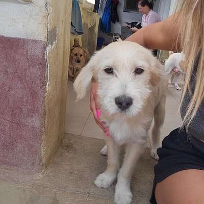 Hundetreffen-Auf der Suche nach Gassi und Spielrunden-Bild