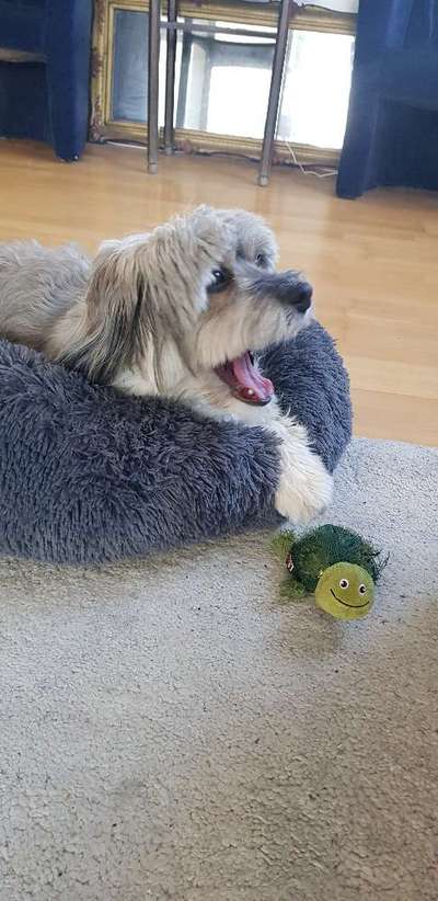 Die Dogorama-Wochen-Challenge "Die schönste Grimasse"-Beitrag-Bild