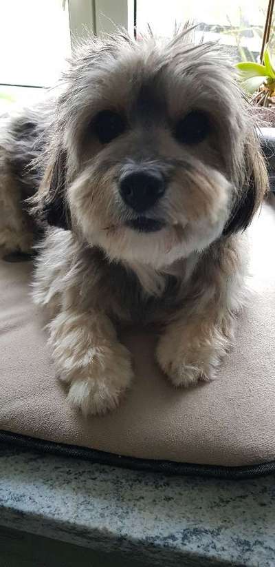 Die Dogorama Kalender Challenge Titelbild-Beitrag-Bild