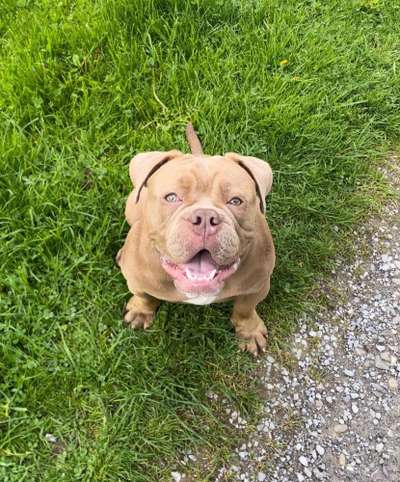 Freunde von 'Kampfhunden'-Beitrag-Bild