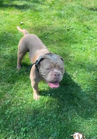 Olde English Bulldogge-Beitrag-Bild
