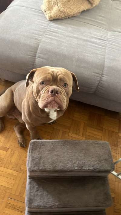 Olde English Bulldogge-Beitrag-Bild