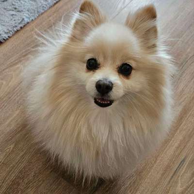 Hundetreffen-Spielpartner gesucht 🐶-Bild