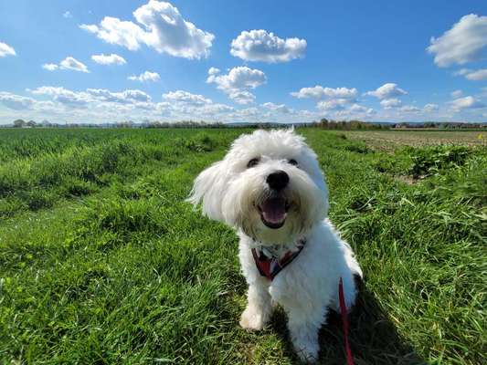 Handy Foto Challange Nr. 46  Happy Dog-Beitrag-Bild