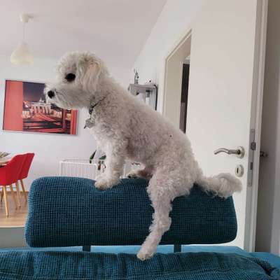 Hundetreffen-Spielen und Gassigehen-Bild