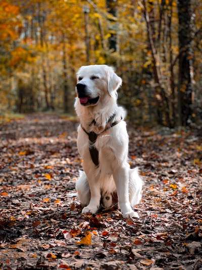 Hundetreffen-Junghundetreffen-Bild