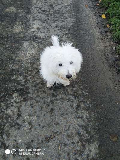 Hundetreffen-Junghundetreffen-Bild