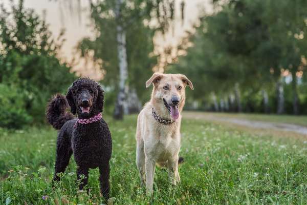 %{de_profession_title}-Individuelle Halsbänder-Bild