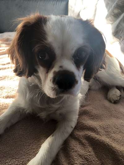 Cavalier King Charles Spaniel?-Beitrag-Bild