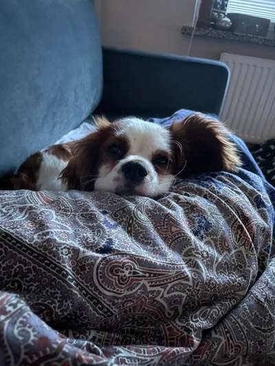 Cavalier King Charles Spaniel?-Beitrag-Bild