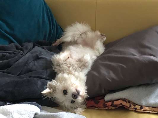 CHALLENGE NR. 19 - Der Hundeblick-Beitrag-Bild