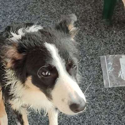 Hundetreffen-Gassi und spielen im Eichholz Uslar-Profilbild