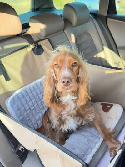 Hundetreffen-Cockemädel freut sich auf jeden Hund-Bild