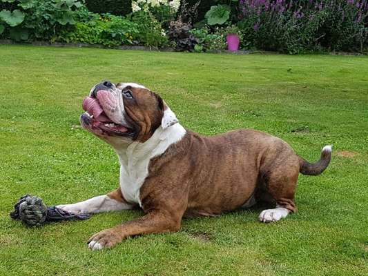 Olde English Bulldogge-Beitrag-Bild