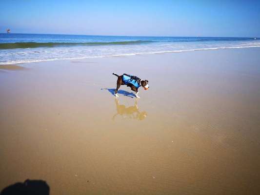 Dogorama-Monats-Challenge-Mai "Wasser"-Beitrag-Bild