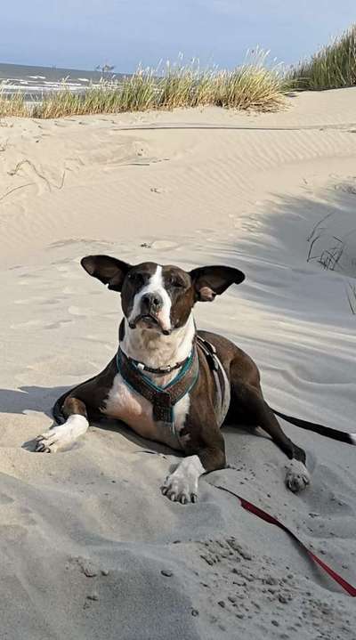 Hunde im Urlaub-Beitrag-Bild