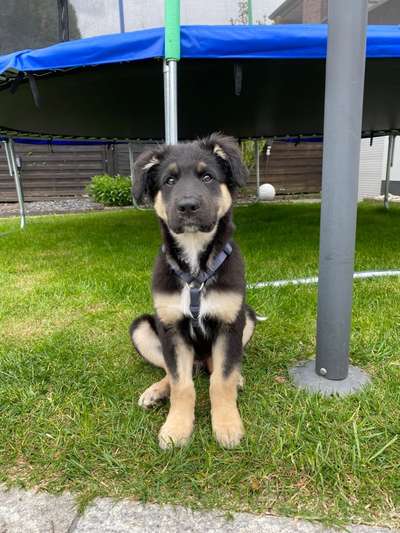 Die Dogorama Monats Challenge "Es grünt und blüht"-Beitrag-Bild