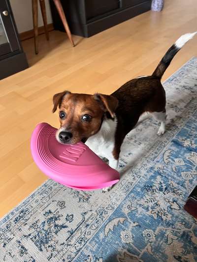 Dogorama Photo Challenge - besondere Eigenschaften-Beitrag-Bild