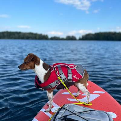 Dansky (Dansk-Svensk Gårdshund)-Beitrag-Bild