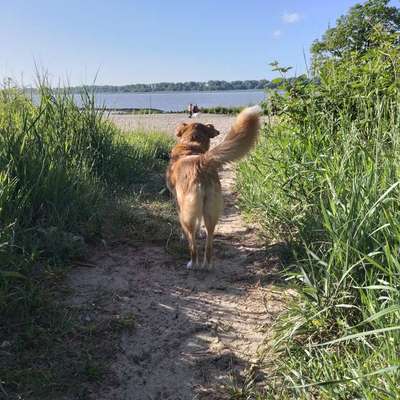 Hundetreffen-Gelegentliche Hunderunden und Aktivitäten-Bild
