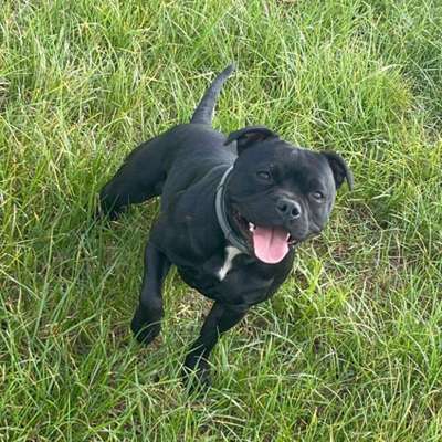 Staffordshire Bull Terrier-Beitrag-Bild