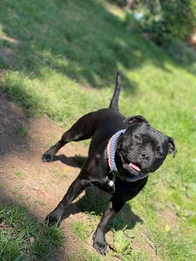 "Bulligere Arten" auch hier? :) Amstaff etc..-Beitrag-Bild