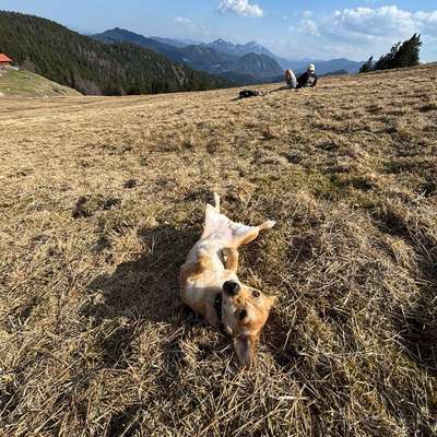 Hundetreffen-Social Walk München-Bild