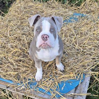 Hundetreffen-Spielkameraden-Bild