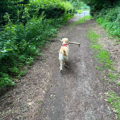 Hundetreffen-Gemeinsame Runde-Bild