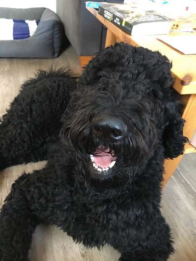 Goldendoodle-Beitrag-Bild