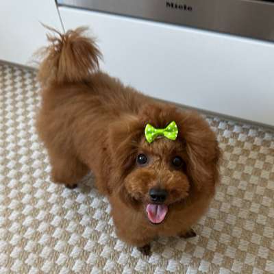 Hundetreffen-Spielpartner gesucht!-Bild