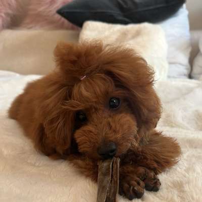 Hundetreffen-Spielpartner gesucht-Bild