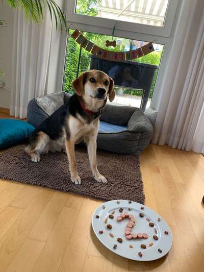 Fotochallenge: Hunde-Geburtstag-Beitrag-Bild