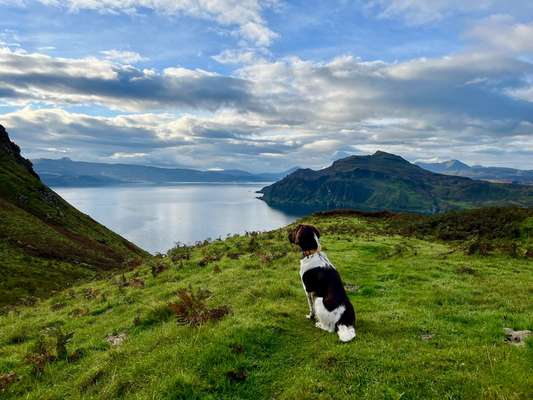 Hundetreffen-Spiel-und Wanderbuddy gesucht-Bild